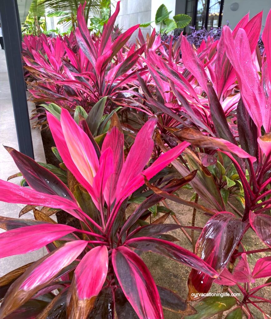 plant life at Finest Punta Cana