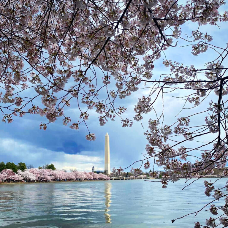 The Washington Monument and cherry blossoms