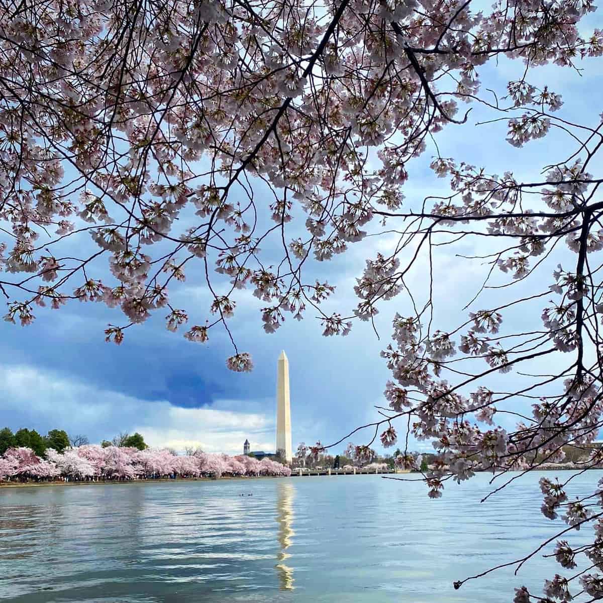 How To See The Cherry Blossoms In Washington DC In 2024