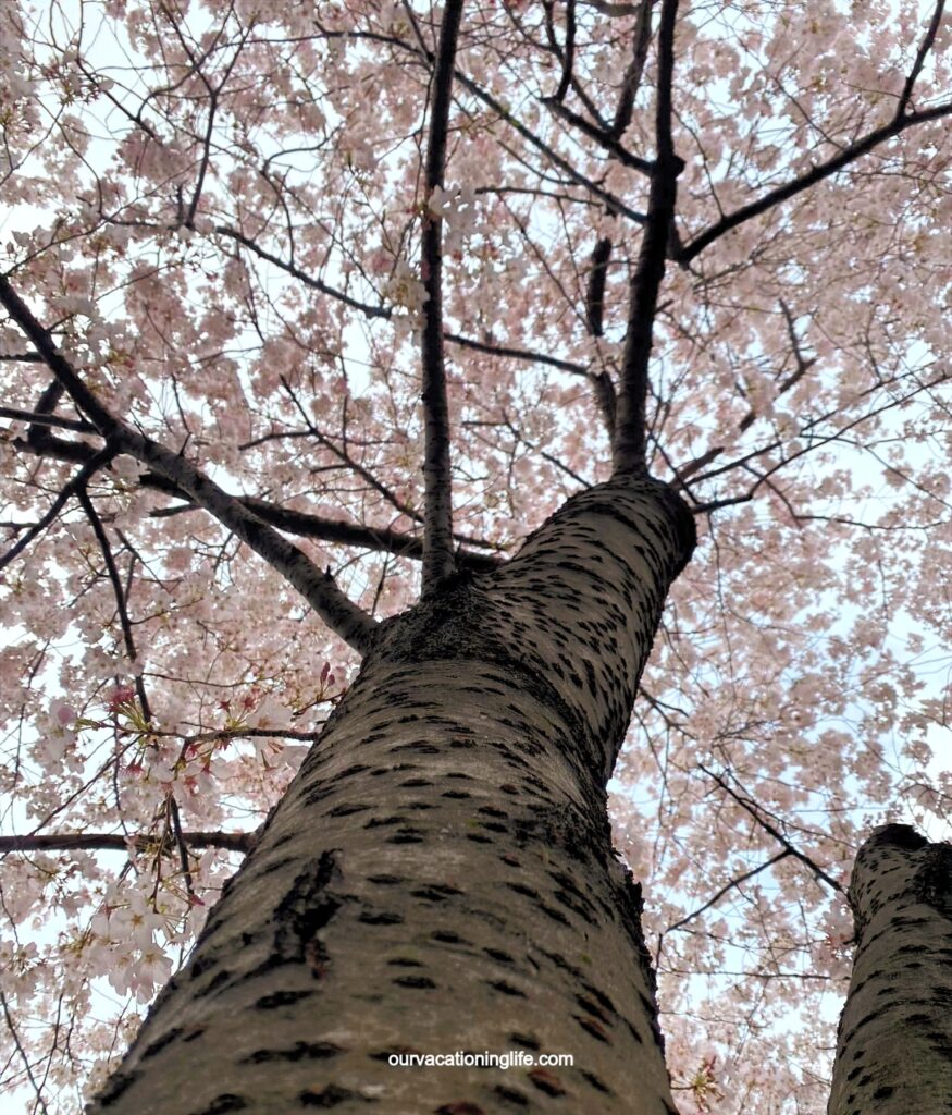 Cherry blossoms in Washington DC