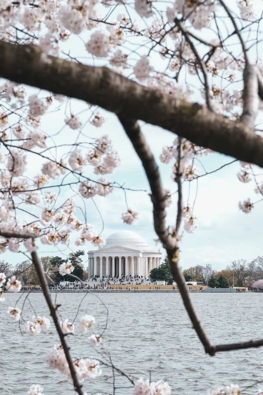 cherry blossoms
