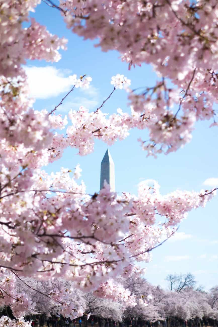 pink cherry blossoms in Washington DC