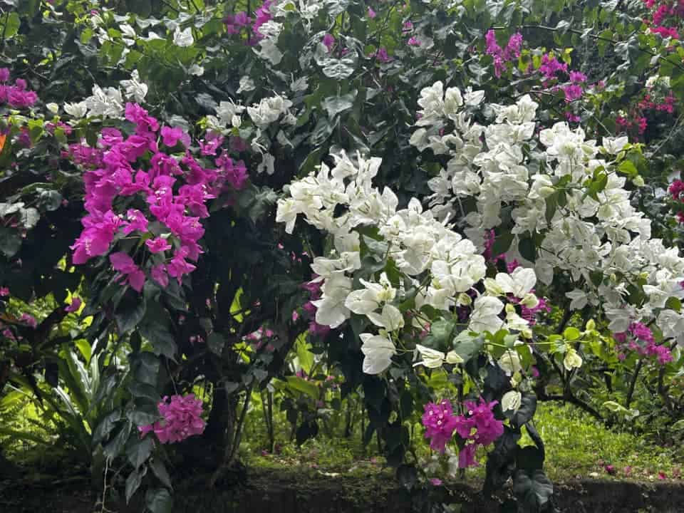 Purple and white flowers at the Diamond Falls Botanical Gardens in St. Lucia.