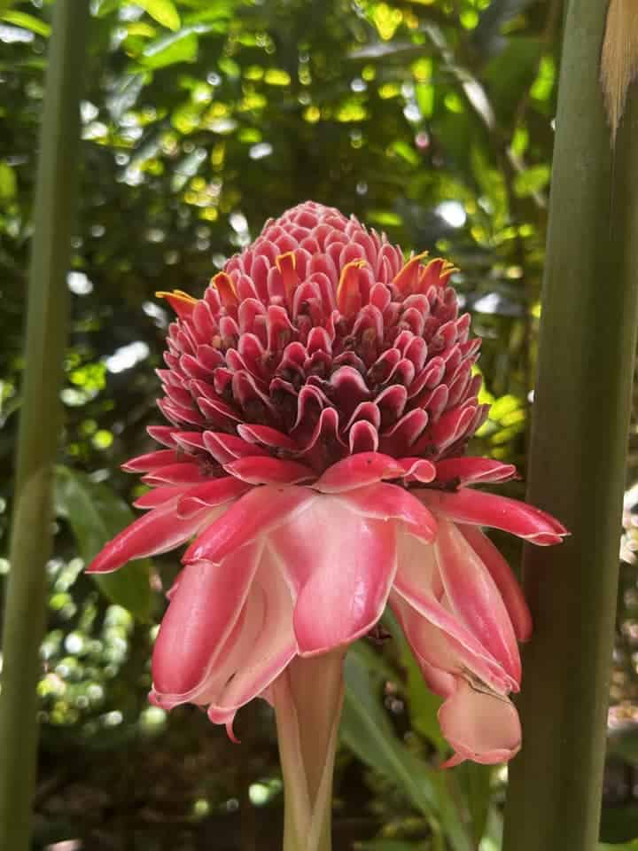 a torch ginger flower at the botanical gardens in St. Lucia