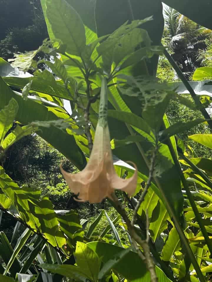 the Angel's Trumpet flower.