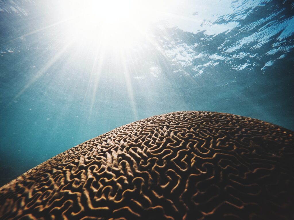 reef at Marigot Bay in St. Lucia
