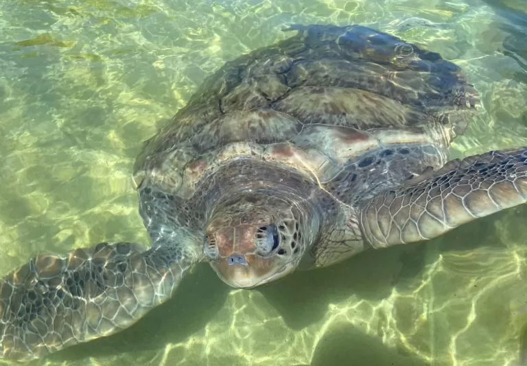 seeing turtles is a popular sight on the best excursions in Grand Cayman