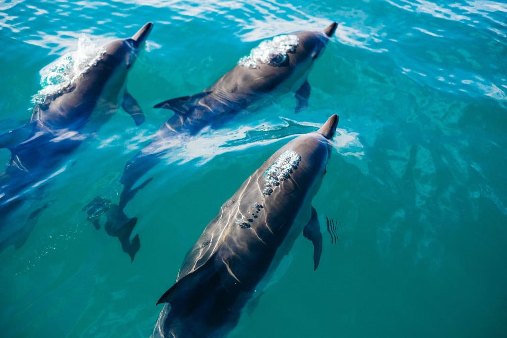 a group of 3 dolphins in the ocean