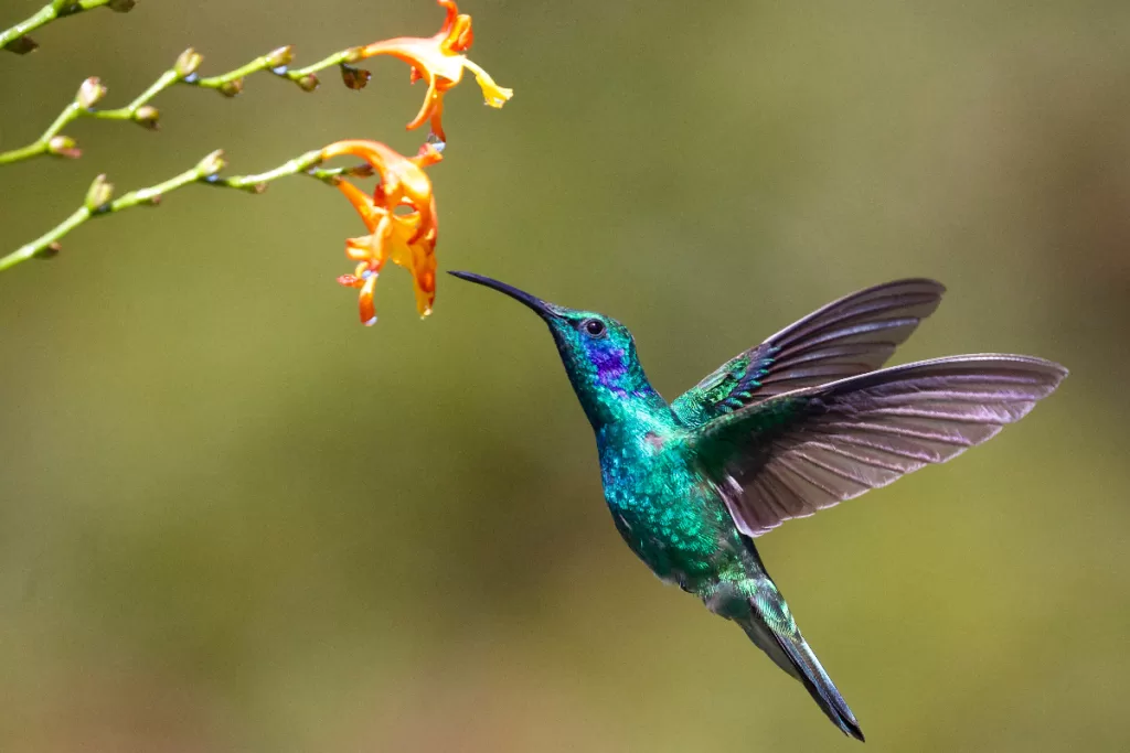 a green hummingbird sipping from a flower