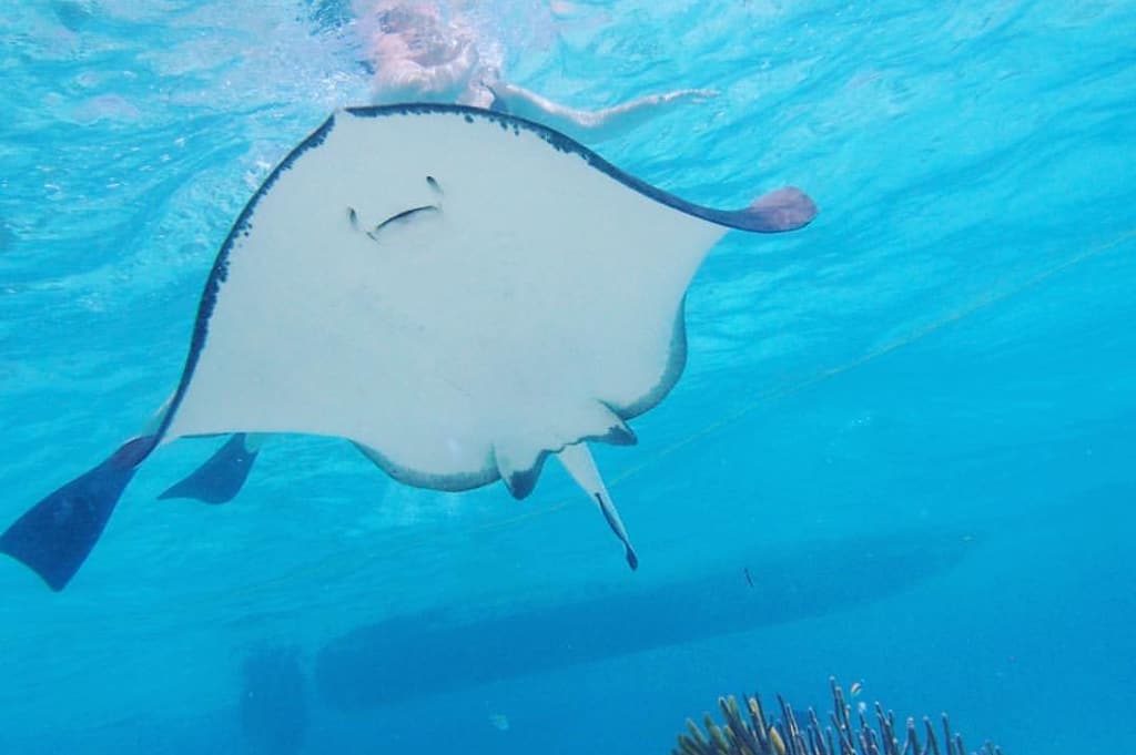 a stingray under water