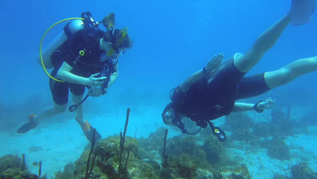 2 people scuba diving near a coral reef