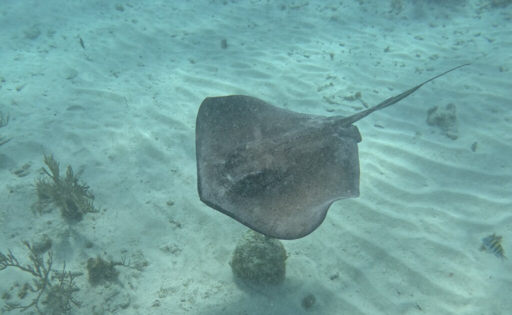 on Stingray City Grand Cayman tours you see many stingrays swimming under the water.