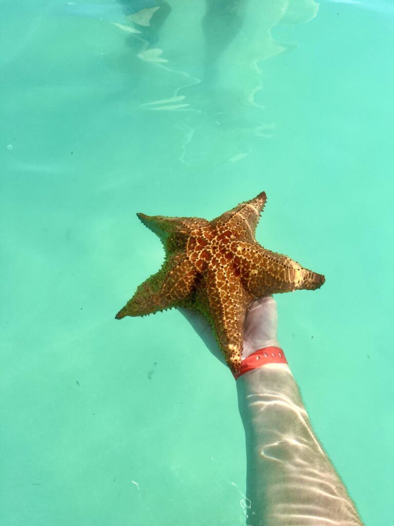 Hand Holding a Starfish