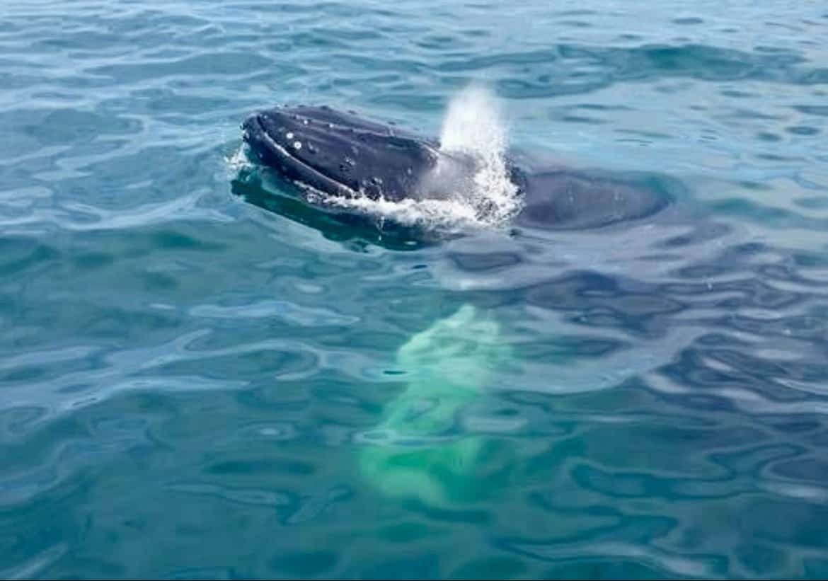 a humbpback whale at the surface in the ocean