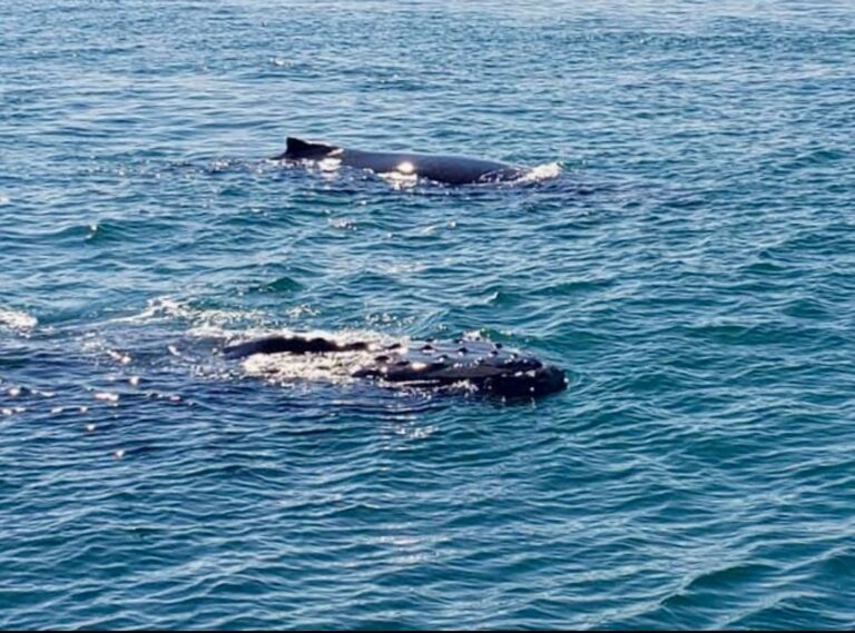 while whale watching in Massachusetts you can see many whales in the ocean.